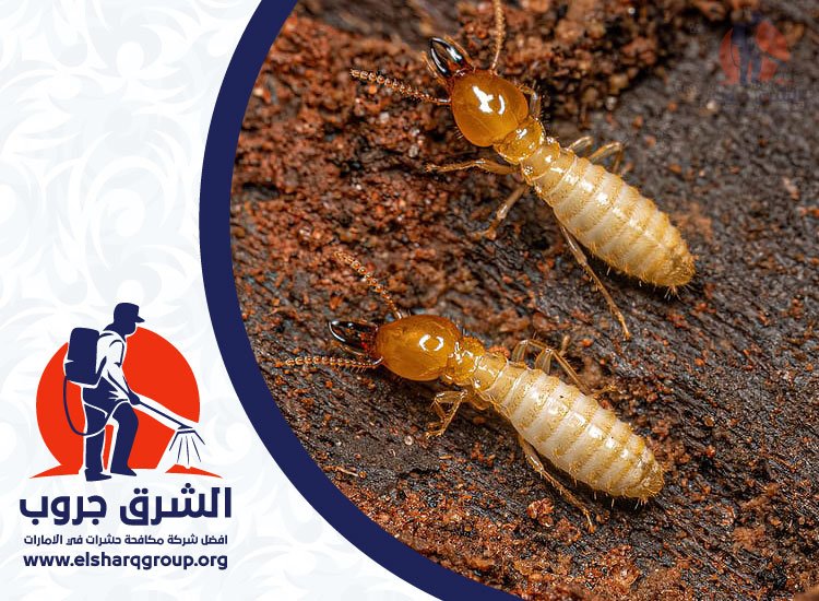 شركة مكافحة الرمة في عجمان 🕷️ 0565985933 | خصم 40% الشرق جروب